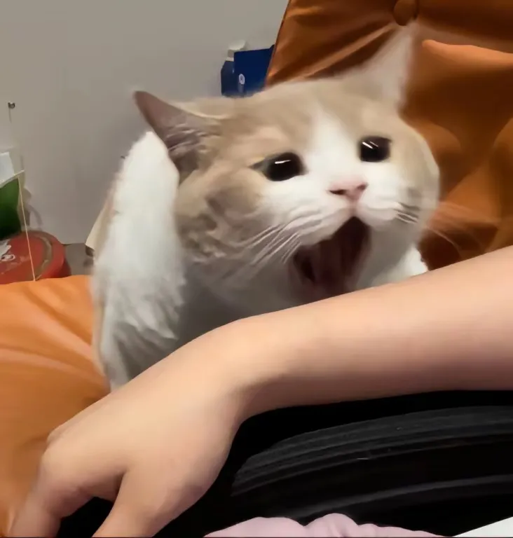 流转星(Betsy) Profile Image